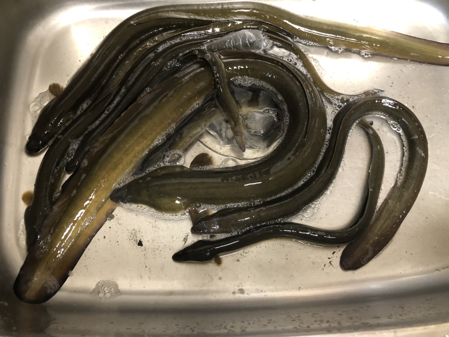 ウナギ