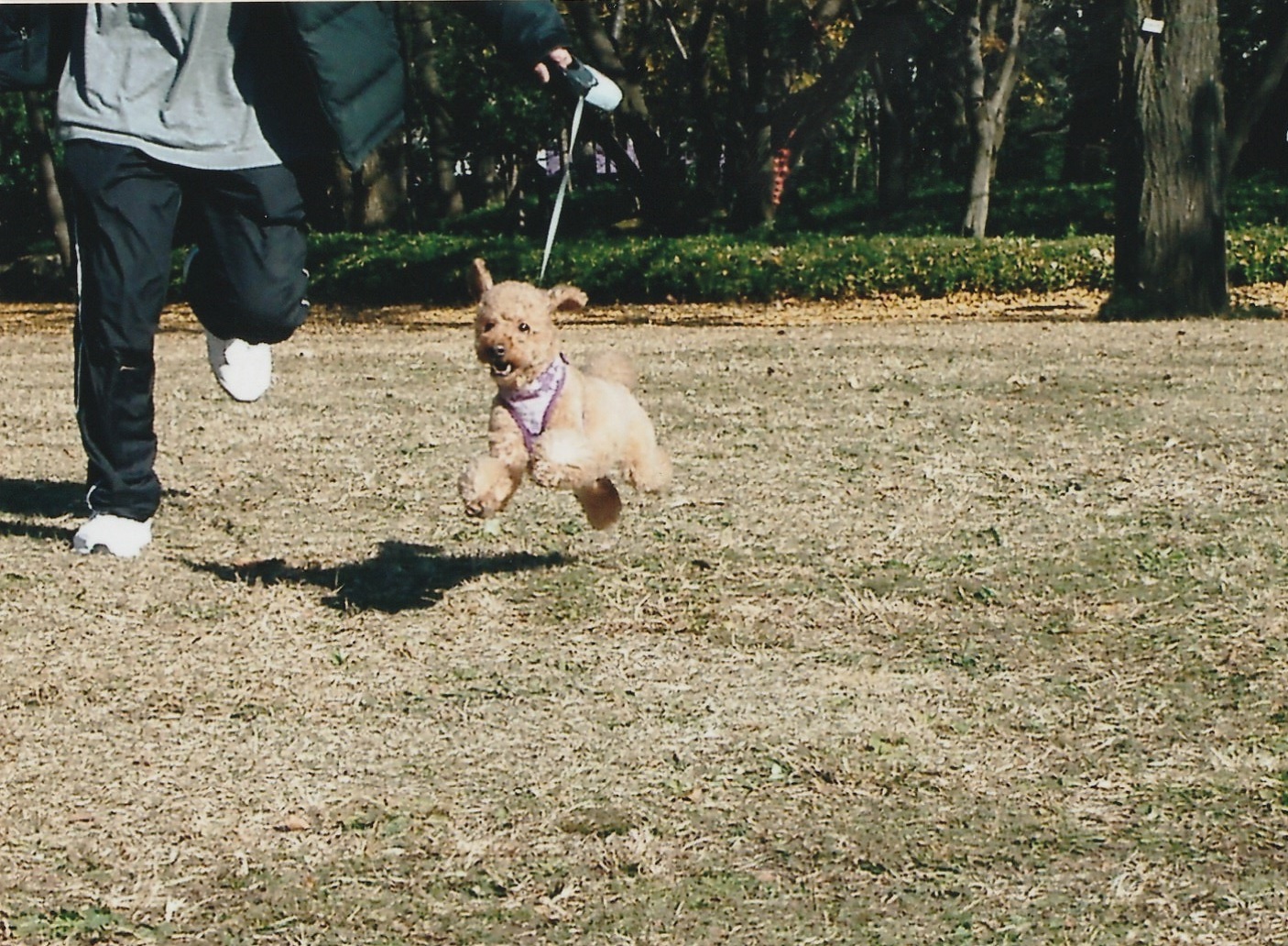 ドッグラン
