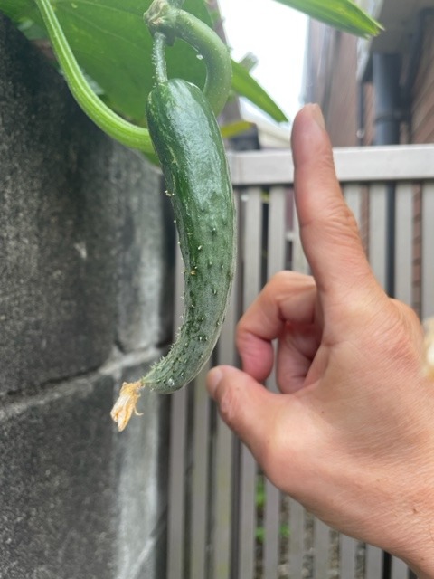 家庭菜園のキュウリ(胡瓜)