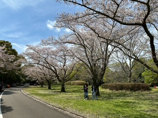 桜